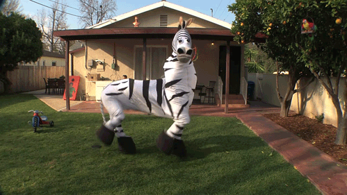 :zebra: